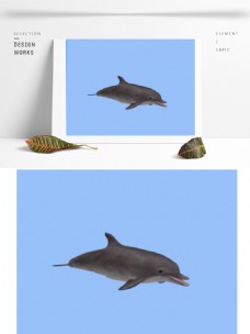 海洋海豚3d模型