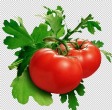 番茄西红柿圣女果红番茄