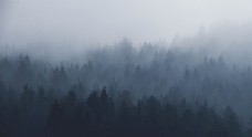 景观水景迷雾森林