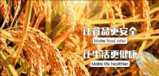 食品背景食品稻田背景