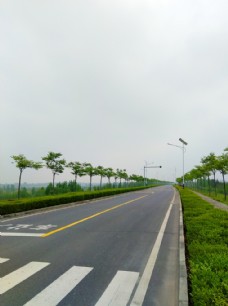 绿树成荫的道路美景