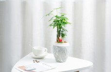 咖啡杯绿色小细树盆栽