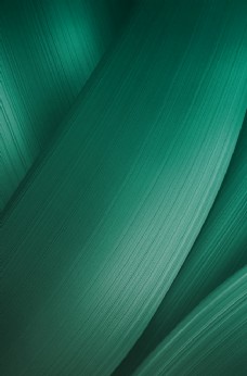 绿色粽叶端午节质感纹理背景