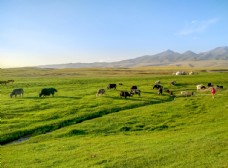 草原风光新疆喀纳斯草原牧场风光