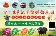 畜牧养殖黑猪文化游乐园海报