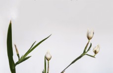 巴西鸢尾花