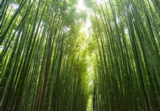 竹林壁纸图片免费下载 竹林壁纸设计素材大全 竹林壁纸模板下载 竹林壁纸图库 图行天下素材网