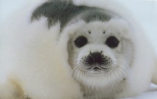 海豹动物摄影生物世界