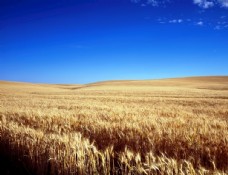 大自然小麦