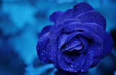 多肉球蓝色玫瑰