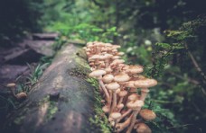 木材野蘑菇